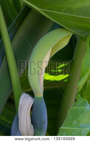 Closeup photo of Monstera deliciosa white flower, Palmetum, Tenerife