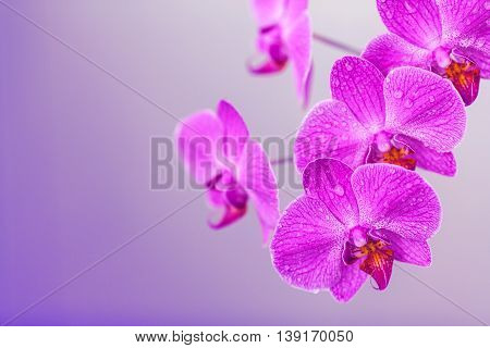 White Orchid Flower With Drops On A Wooden Background, Closeup