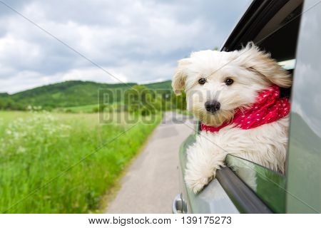 Dog enjoying a ride with the car