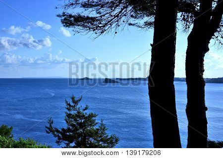 Mediterranean vegetation and view to the deep blue sea.