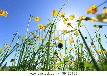 beautiful globeflowers and green grass under blue sky