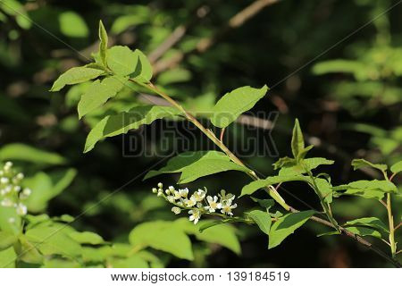 Twig And Blossoms Of The Bird Cherry (prunus Padus)