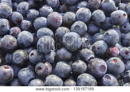 Close up photo of blueberries. Fresh ripe juicy bilberries bright autumn colorful background. Concept for healthy diet with berries. Selective Soft focus