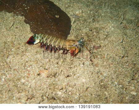 closed up the mantis shrimp in Myanmar divesite