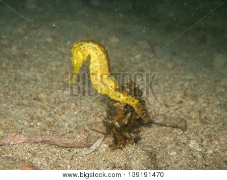 closed up the yellow seahorse in Myanmar divesite