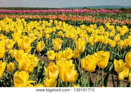 Tulip field. Field with yellow tulips. Group of yellow tulips in the park. Spring landscape.