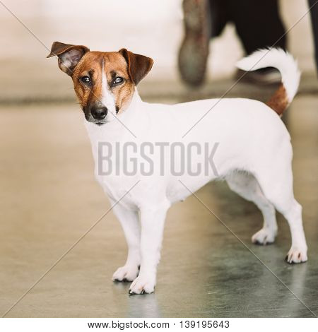 White Dog Jack Russell Terrier. The Jack Russell Terrier Is A Small Terrier That Has Its Origins In Fox Hunting.