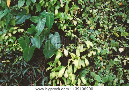 Plant wall, natural green bush leafs background.