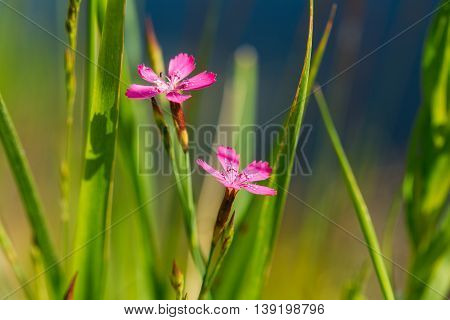 Blooming In Green Grass Wildflowers Meadow Carnations, Dianthus Pratensis Or Dianthus Chloroleucus In Summer Field At Sunset Sunrise. Close Up At Green Background