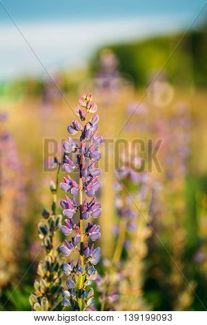 Wild Flowers Lupine In Summer Field Meadow At Sunset Sunrise. Close Up. Lupinus, Commonly Known As Lupin Or Lupine, Is A Genus Of Flowering Plants In The Legume Family, Fabaceae.