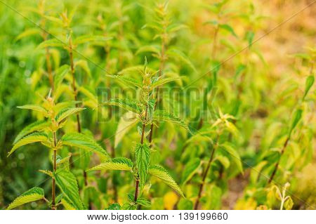 The Twigs Of Wild Plant Nettle Or Stinging Nettle Or Urtica Dioica In Summer Spring Meadow Field At Sunset Sunrise. Close Up.