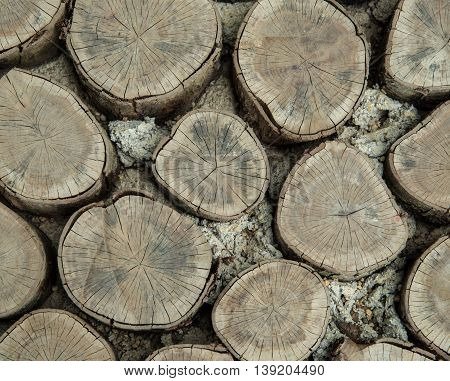 Pine Tree Log.