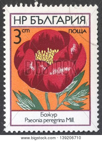 MOSCOW RUSSIA - JANUARY 2016: a post stamp printed in BULGARIA shows a flower with inscription Paeonia peregrina the series "Flowers" circa 1973