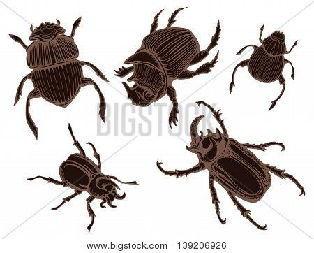 Beetle Deer. Horned Beetle. Big. Insect. Set. Line Art. Black And White Drawing By Hand. Graphic Art