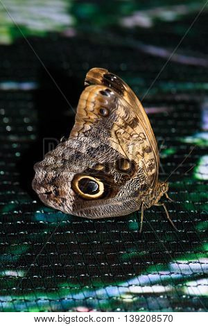 Close up photo of big brown butterfly stand on a grid.