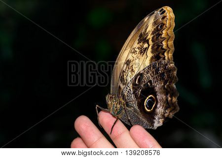 Close up photo of big brown butterfly stand on a female hand.