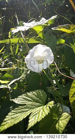 a beautiful bindweed in green grass,  summer plants