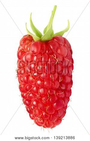 Single Giant, Elongated Raspberry.