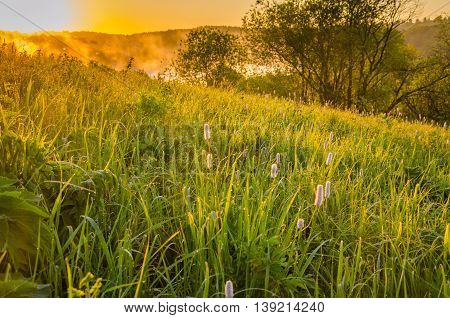 Thick Morning Fog In The Summer Forest