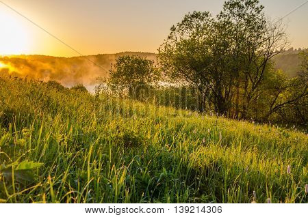 Thick Morning Fog In The Summer Forest