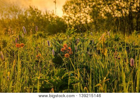 Thick Morning Fog In The Summer Forest