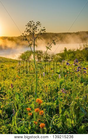 Thick Morning Fog In The Summer Forest