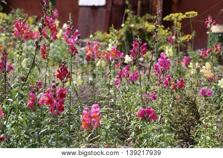 Snap dragon flower Antirrhinum majus blooming in garden