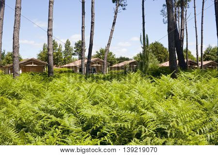 Lots Of Ferns In Front Of Some Houses With Some Trees In Cummer
