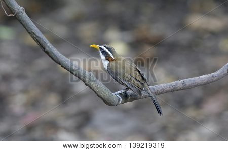 White-browed Scimitar-babbler(Po matorhinus schisticeps) look at the camera