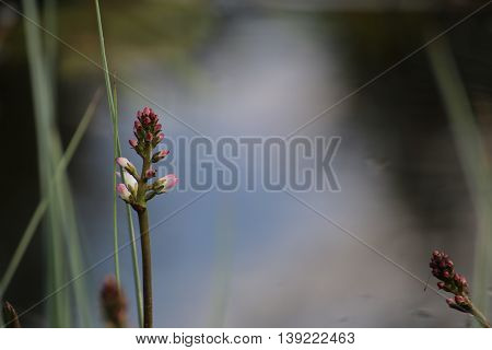 Unopened Blossom Buds Of Bogbean (menyanthes Trifoliata)