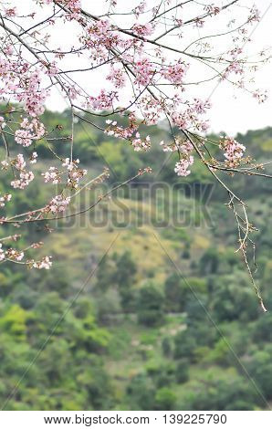 Wild Himalayan Cherry Prunus cerasoidesSour cherry Cerasus cerasoides Sakura Cherry Blossom or Wild Himalayan tree