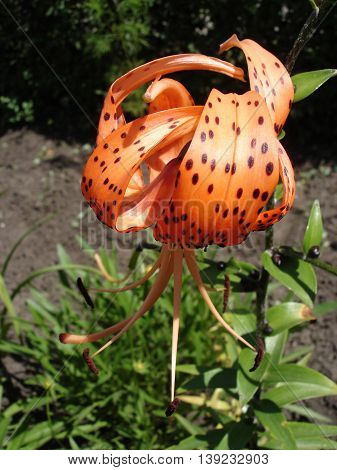 One lily davidii orange flowers on a sunny day.