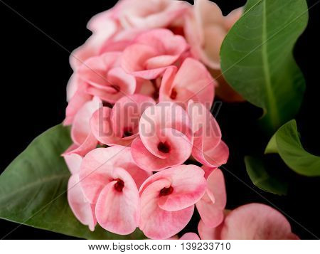 pink crown of throns flowers Euphorbia milli with green leaves
