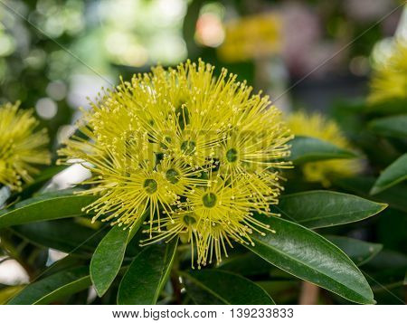 golden penda flower. (xanthostemon chrysanthus) expo gold flower or thai first meet love flower