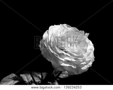close up of whitel rose black and white