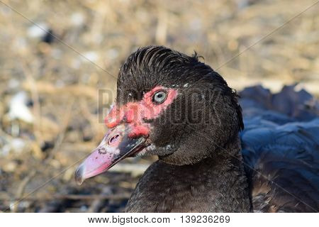 The Musky Duck