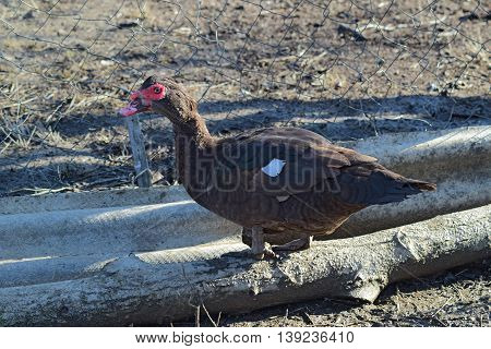 The Musky Duck