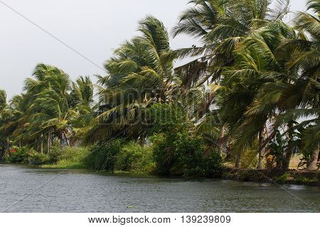 Allepey city on water. Backwaters, rice plantation, coconuts palm mango tree. River landscape