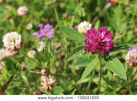Pink clower flower in the blossom field