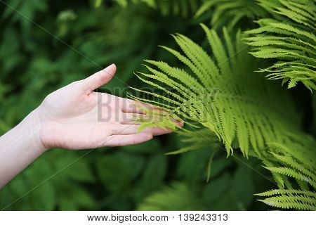Girl's hand touching fern leaf. Macro. Background