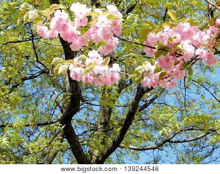 Sakura blossom in Tysons Corner near Washington DC 10 April 2010 USA