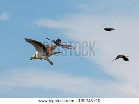 an osprey searching for food flying in the sky with three brewers black birds in pursuit trying to guard their nests in a blue sky with scattered clouds 