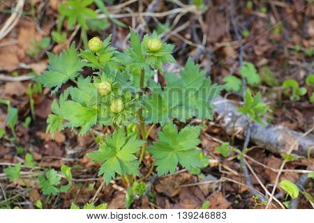 Trollius Europaeus (globeflower) In Early Blossoming Stage