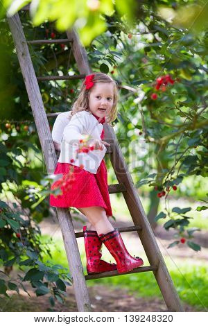 Kids picking cherry on a fruit farm. Children pick cherries in summer orchard. Toddler kid eating fresh fruit from garden tree. Little farmer girl with berry in a basket. Harvest time fun for family