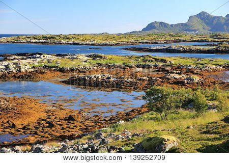 Lofoten Landscape
