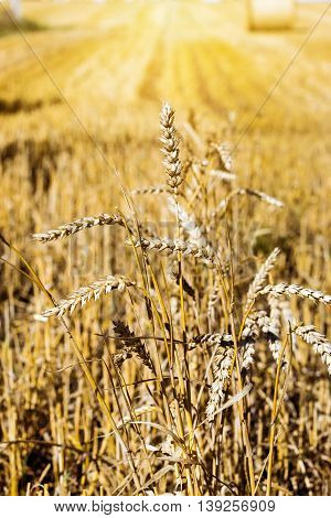 Golden Ears Of Grain Crops After Harvesting