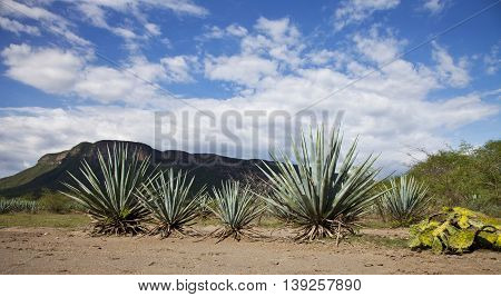 Agave tequila landscape to Guadalajara Jalisco Mexico.