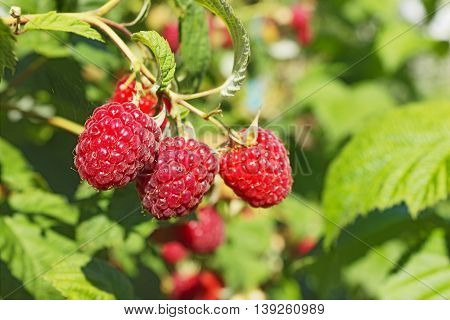 Bright juicy raspberries on the branch. June
