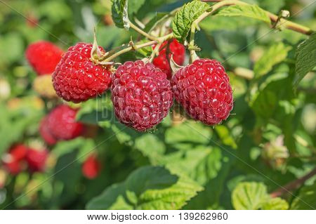 Three Bright juicy raspberries on the branch. June