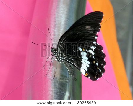 Beautiful butterfly on a beautiful background in garden of Niagara Falls Ontario 16 July 2016 Canada